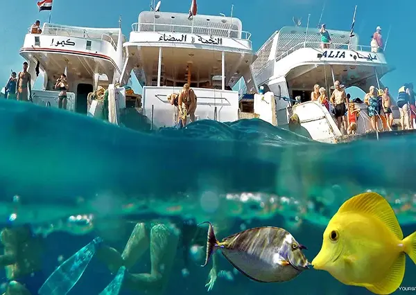 snorkeling trip & excursion from safaga port (2)