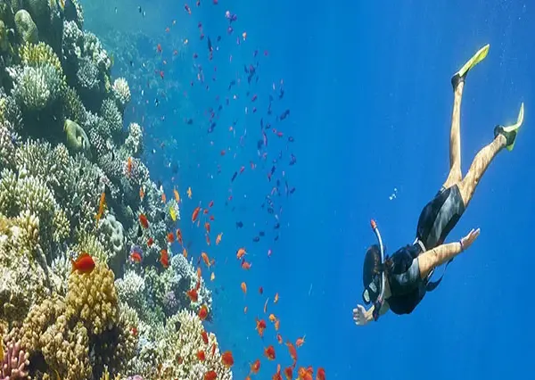 snorkeling trip & excursion from safaga port (3)